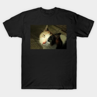 If I Stare Really Hard I Know You`ll Take Me Home T-Shirt